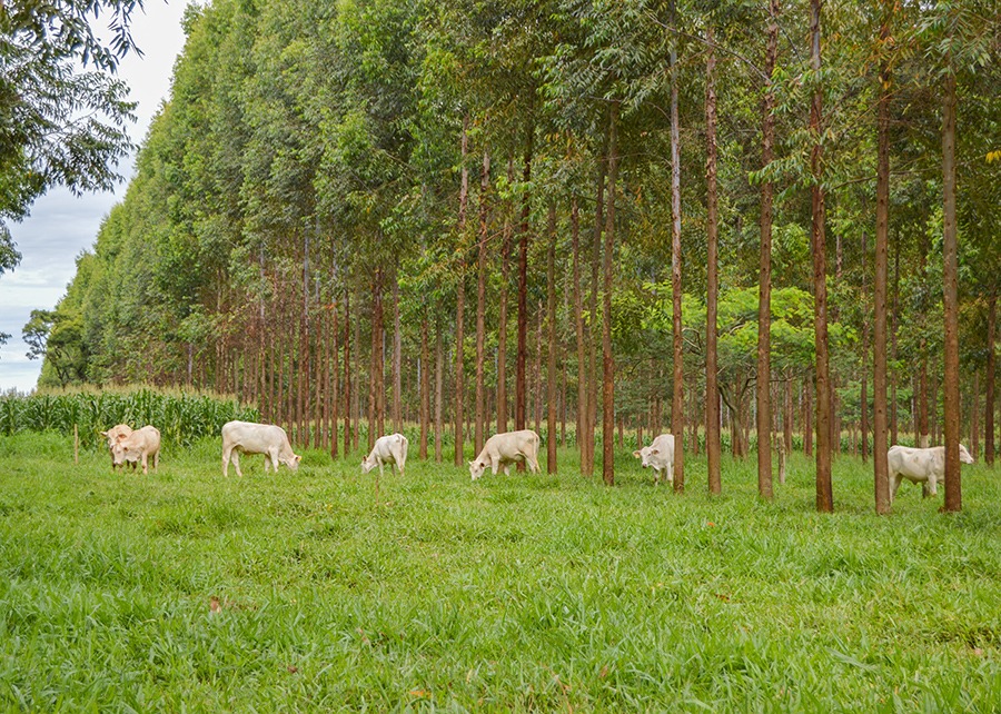 A parte prática do trabalho de monitoramento do gado incluiu sistemas de integração Lavoura-Pecuária (ILP), na fazenda Canchim (SP), da Embrapa - Foto: Gisele Rosso