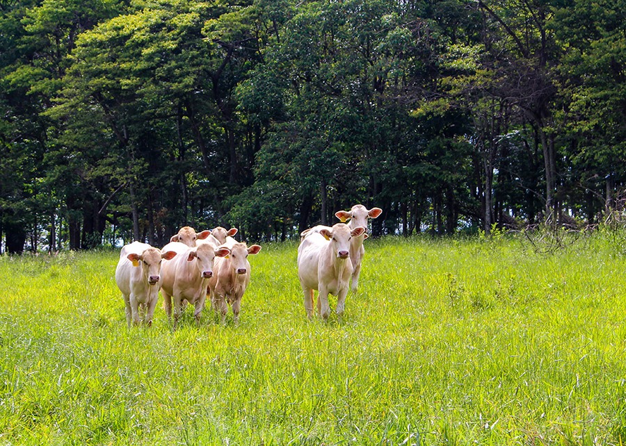 Cientistas usam drones com câmeras inclinadas para monitorar gado no pasto