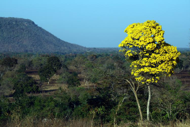 Pronaf Floresta financia a preservação, exploração, recuperação de áreas degradadas e o extrativismo ecologicamente sustentável / MDA