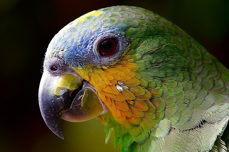 Pixabay papagaio (foto), periquito, canário e calopsita estão entre os pets que devem ter quarentena na volta ao país