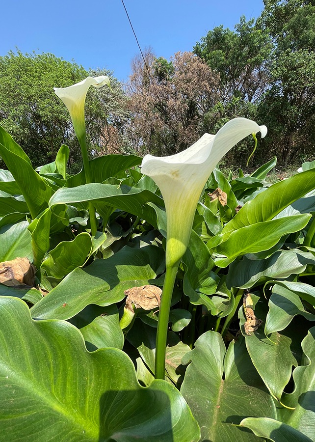 O Jardim Aquícola trata efluentes e reaproveita os nutrientes na água para a produção comercial de plantas ornamentais, como os copos-de-leite, segunda planta ornamental mais exportada pelo Brasil