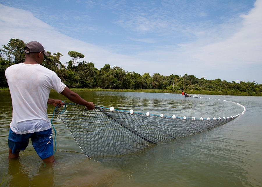 A cadeia produtiva da piscicultura está em franco crescimento no Brasil (aumento de 123% nos últimos dez anos) - Foto: Jefferson Christofoletti