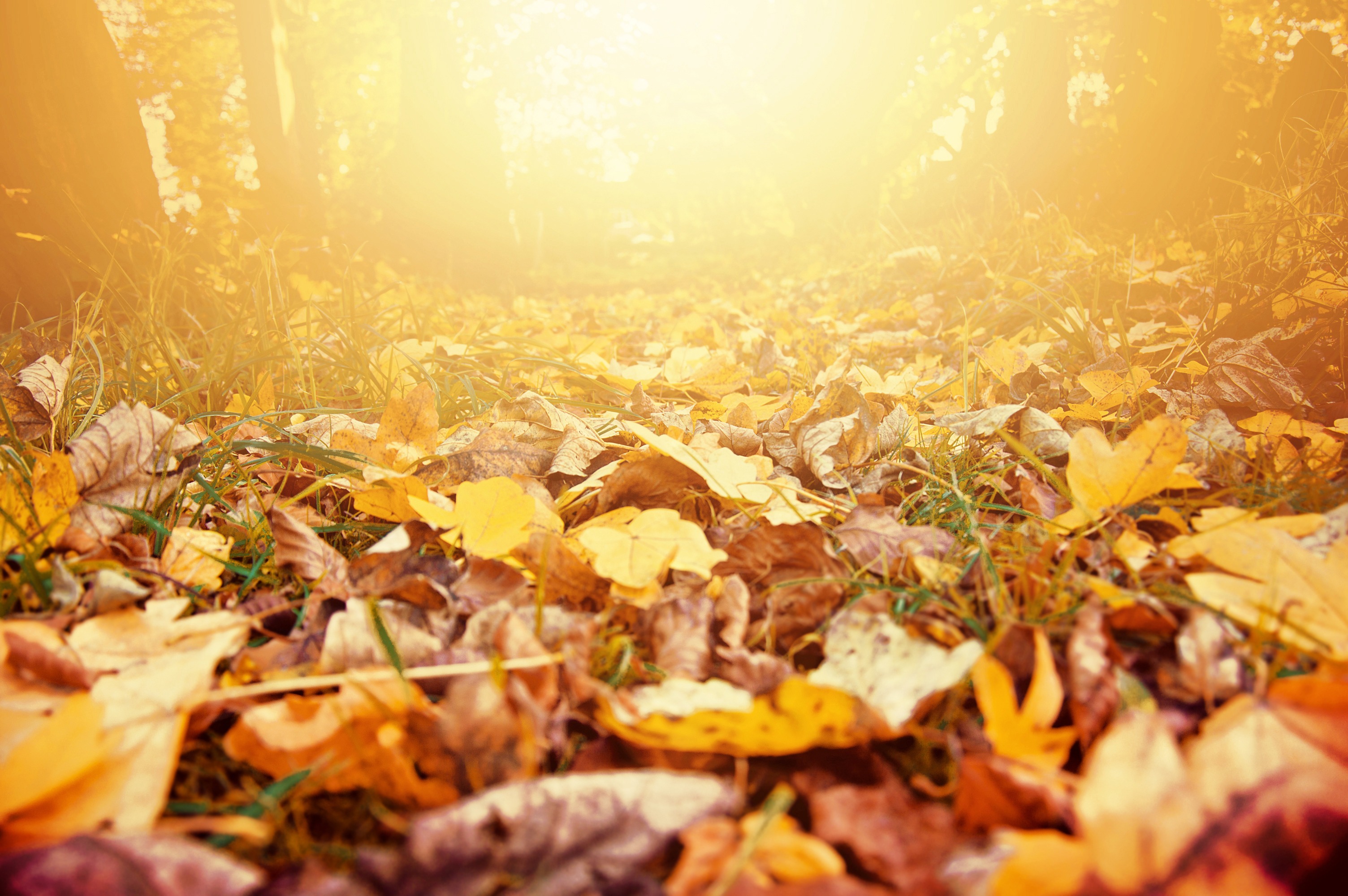 Outono: doenças respiratórias e alergias se agravam nesta estação