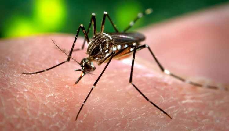 Garoto douradense é a quinta vítima fatal da dengue em MS