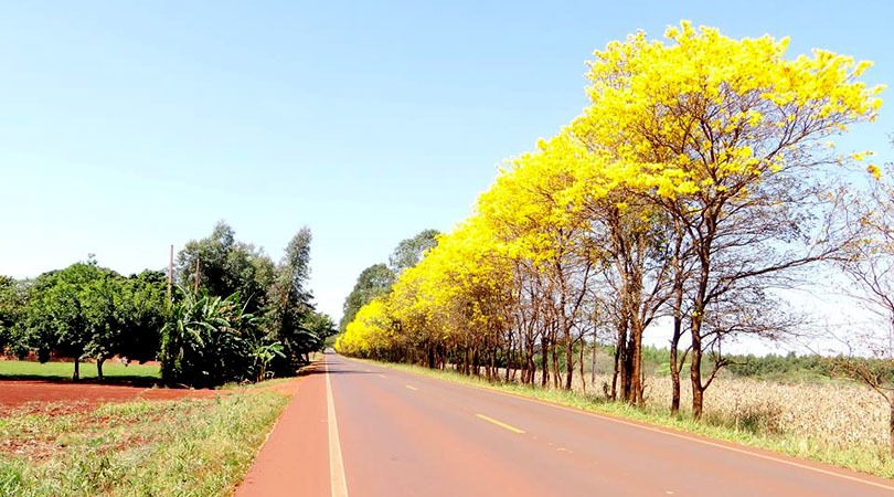 Ipê amarelo torna-se árvore simbolo de Mato Grosso do Sul - Dourados Agora  - Notícias de Dourados-MS