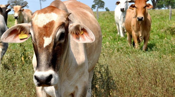 A partir do dia 2 de janeiro de 2019 o trânsito de bovinos em Mato Grosso do Sul terá nova dinâmicafoto- Kelly Ventorim 
