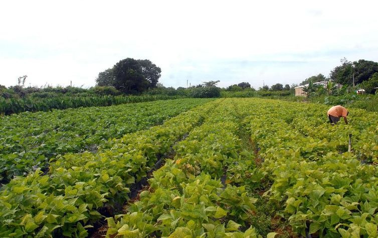 “Apenas 8% da área cultivada no Brasil é coberta por apólices rurais”, diz Fernando Pimentel, diretor técnico da SNA