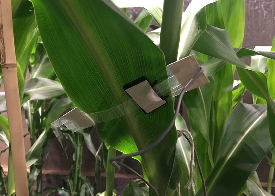 Sensor para o monitoramento da temperatura foliar usado na plataforma de fenotipagem de plantas - Foto: Jaderson S. Armanhi