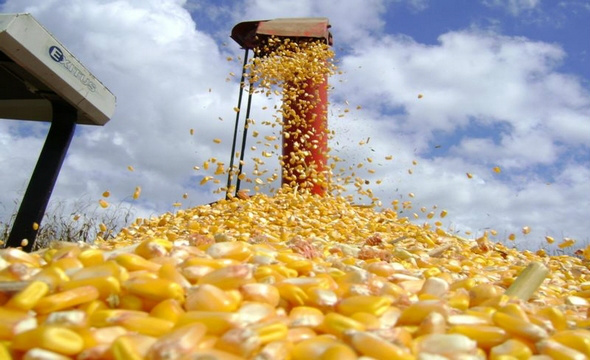 Brasil embarcou 2,18 milhões de toneladas de milho ao exterior, no 1º trimestre deste ano: queda de 81,6% frente às 11,86 milhões de toneladas exportadas, no mesmo período de 2016. Foto: Divulgação