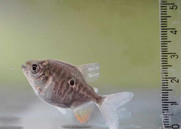 Descobrir o ponto em que o sexo do peixe é definido traz vantagens ao produtor - Foto: Siglia Souza