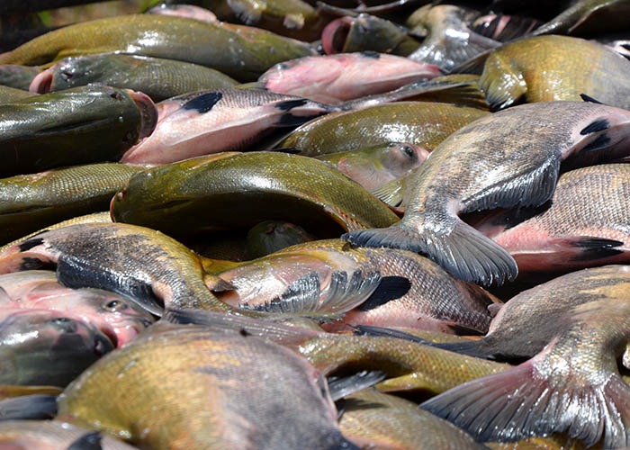 Tambaqui é o segundo peixe mais cultivado no Brasil, e o primeiro entre as espécies nativas.. - Foto: Fernando Goss