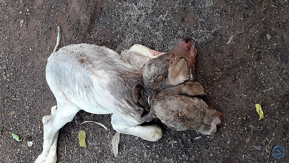 O animal nasceu com duas cabeças mas não sobreviveu — Foto: Site Edição MS