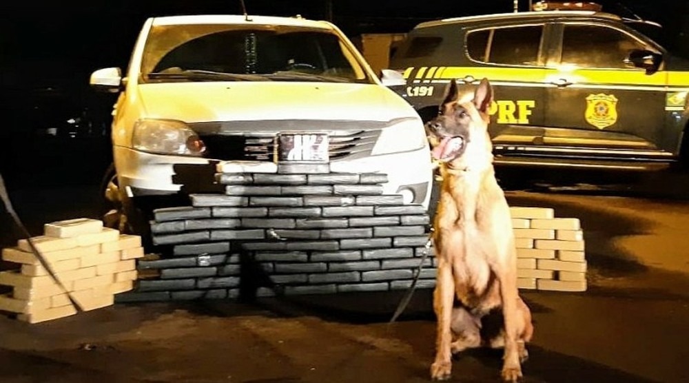 Cão farejador K9 que localizou 106 kg de cocaína em MS — Foto: PRF/Divulgação