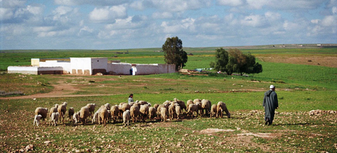 Um pastor e seu rebanho em uma zona rural de Marrocos, um dos países na linha de frente do combate aos impactos da mudança climática. Foto: Banco Mundial/Scott Wallace