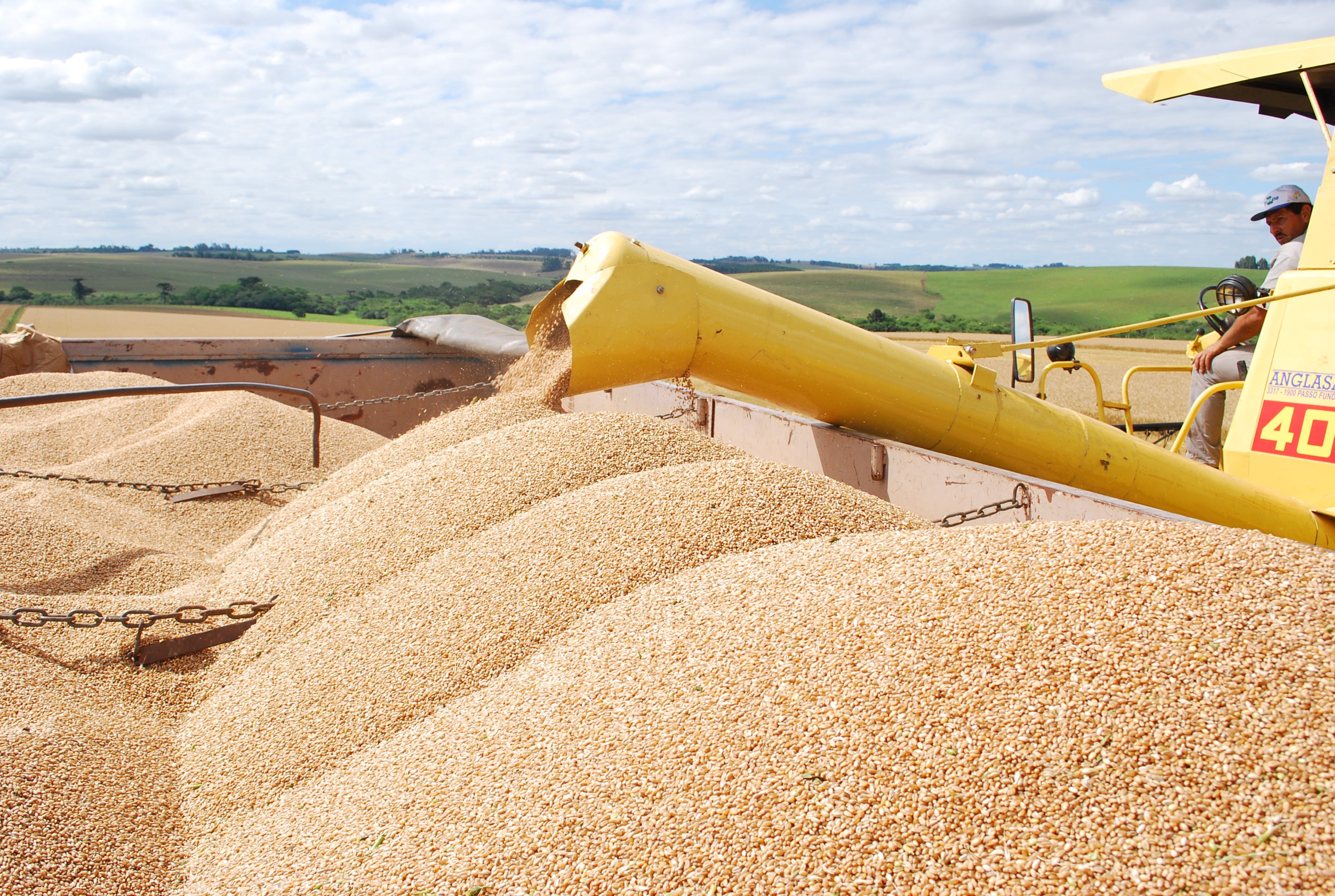O ganho na produção de grãos depende do manejo da lavoura - Foto: Paulo Kurtz