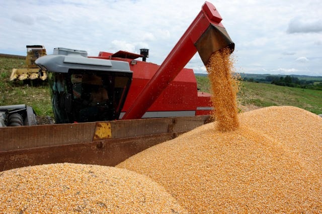 Olímpio Filho/Embrapa / Milho foi o principal produto de exportação no grupo de cereais