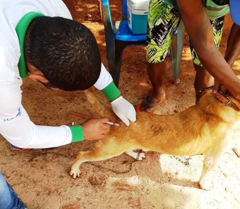 Vacinação de cães e gatos atende Terra Roxa e Guaicurus