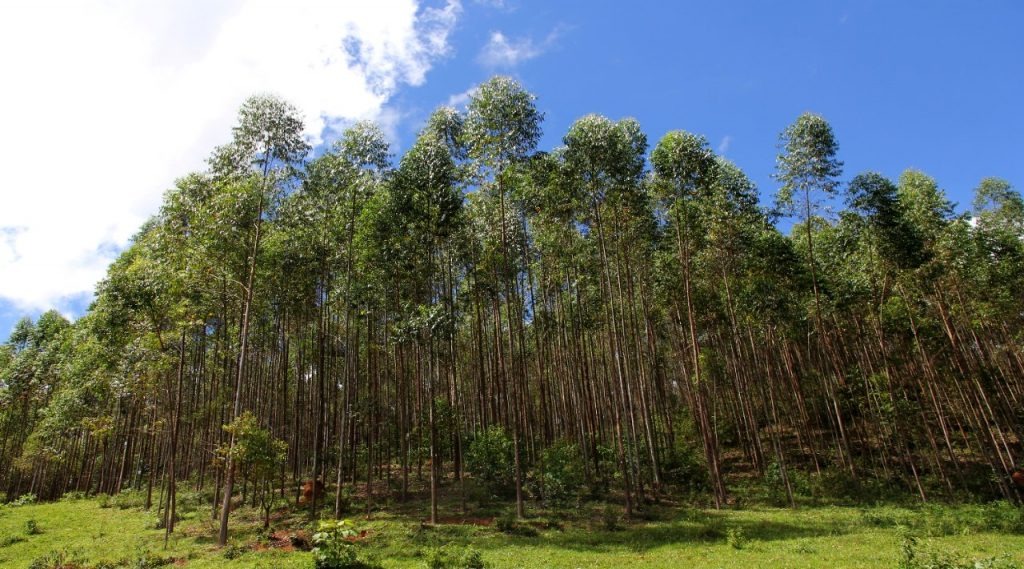 Florestas plantadas diminuem pressão sobre matas nativas. Foto: PNUD/Gabriela Borelli