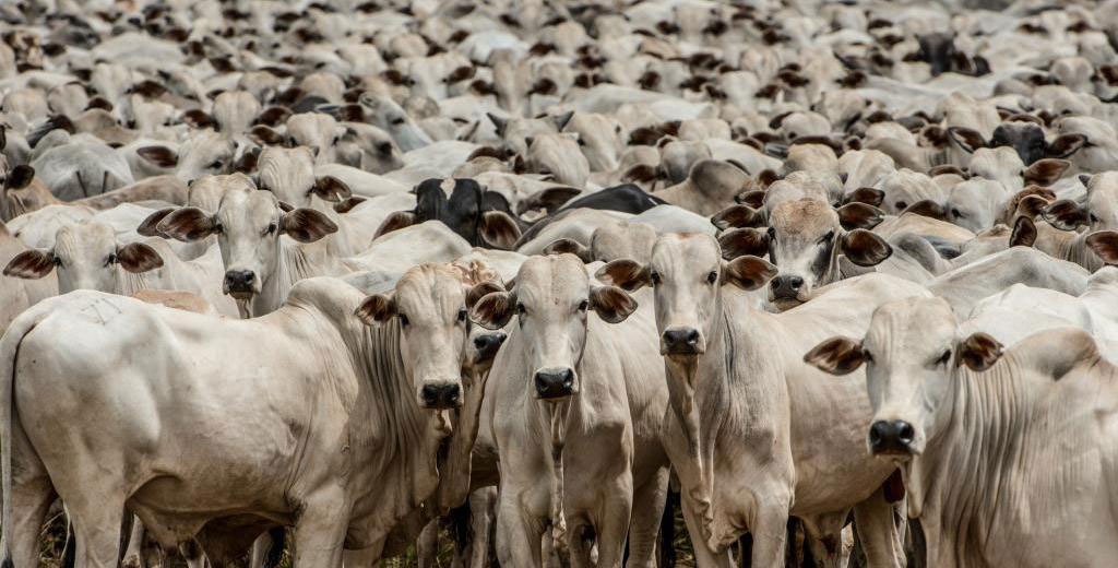 Rebanho bovino em fazenda de Mato Grosso do Sul, o 4º maior produtor do PaísFOTO: ARQUIVO