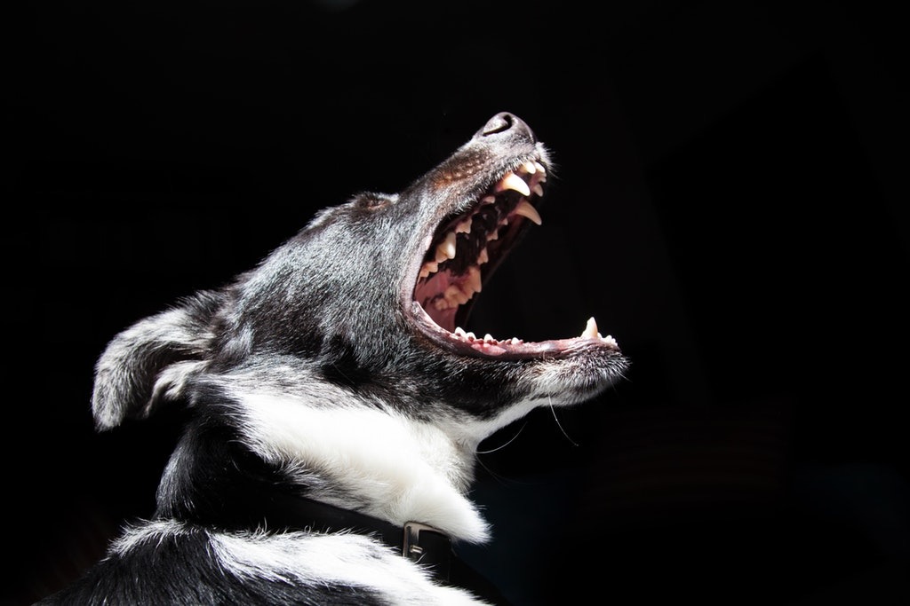 Raiva canina é doença endêmica na Guatemala. Foto: PEXELS