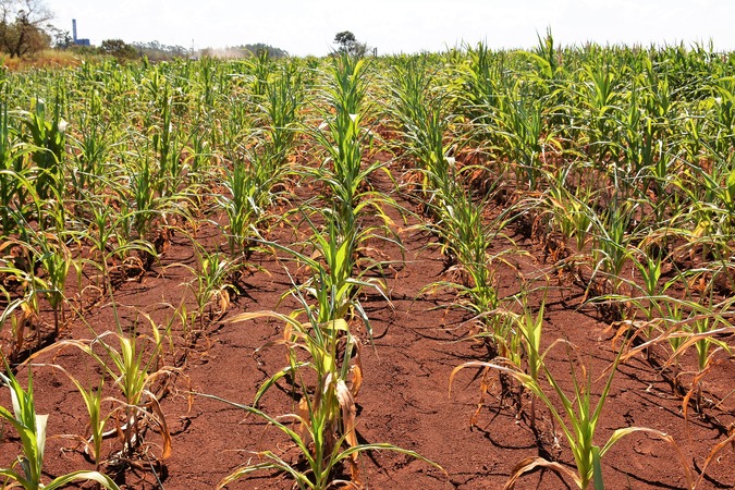 Produção do milho em Dourados está ameaçada com  a falta de chuvas - Foto: Hédio Fazan 