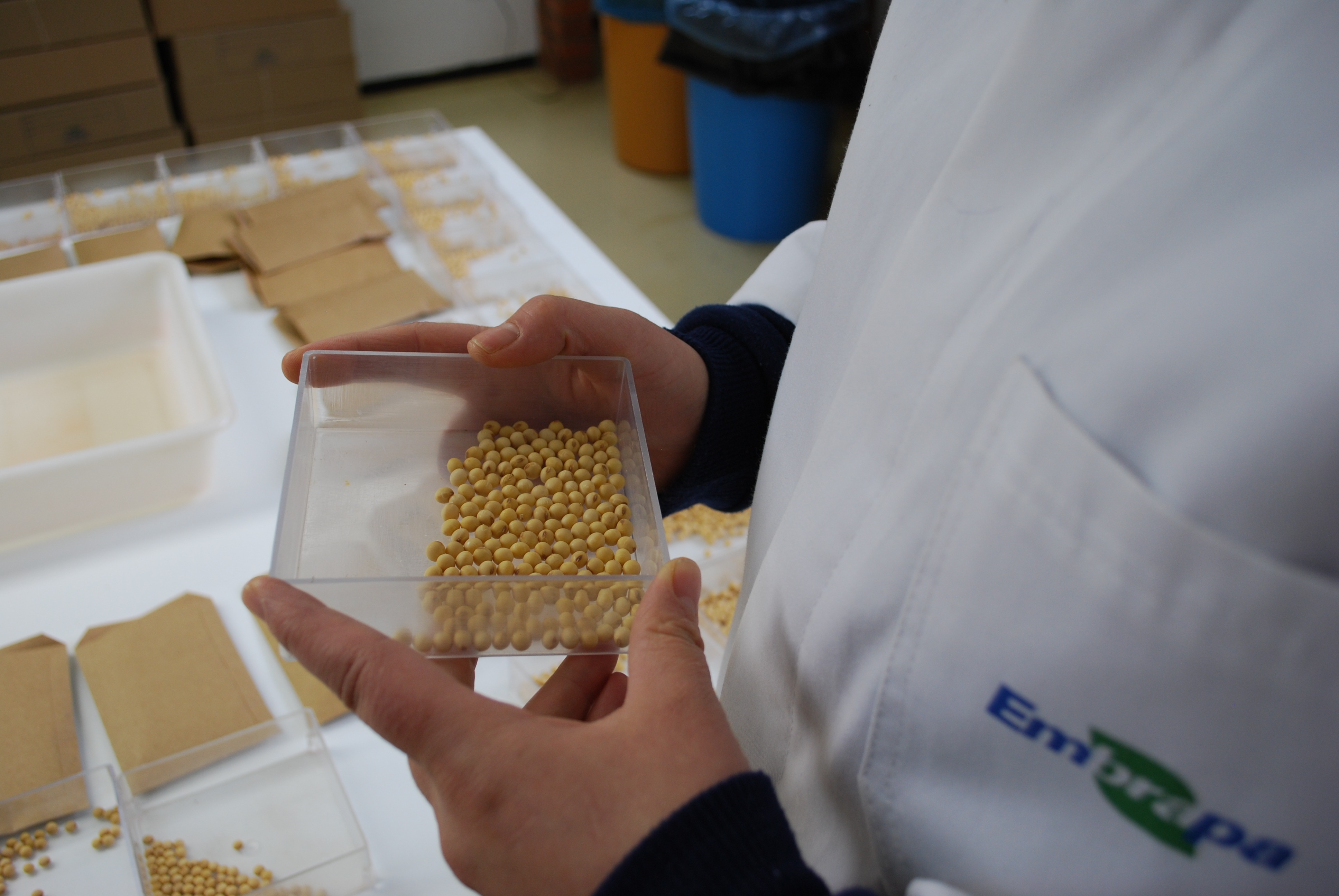 Análise de qualidade de sementes no laboratório da Embrapa Trigo - Foto: Luiz Magnante