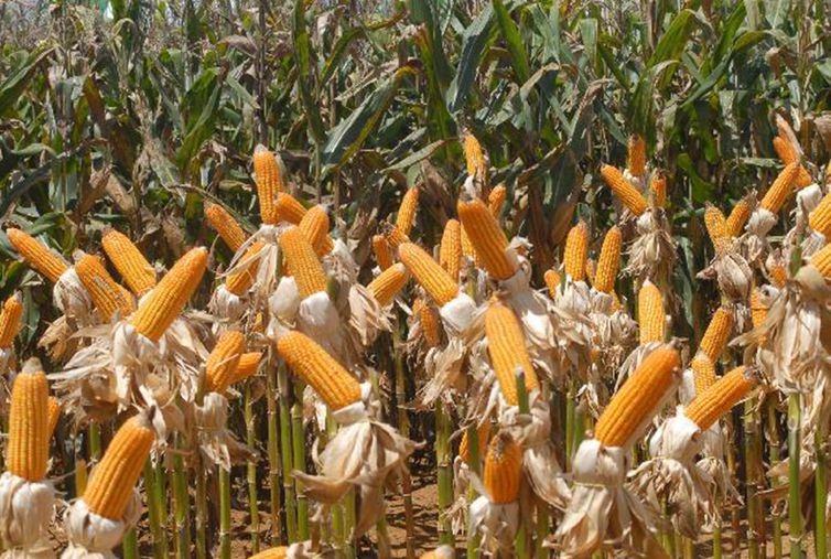 Quantidade de campos de milho podem ser reduzidos se não houver mudanças, diz WWF - Elza Fiúza/Agência Brasil