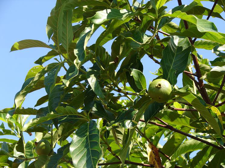 Marmelo do Cerrado: uma planta alimentícia e promissora como medicinal