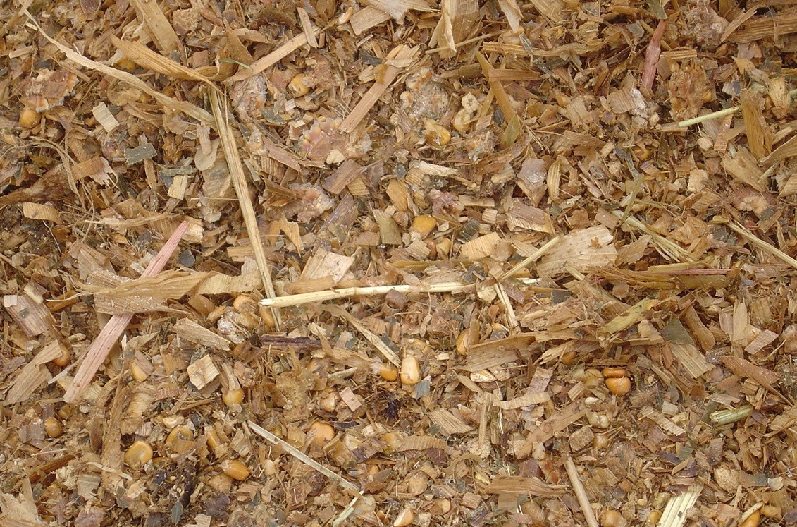 Fragmentos de milho triturados de 1 a 2 centímetros - Foto: Renato Fontaneli