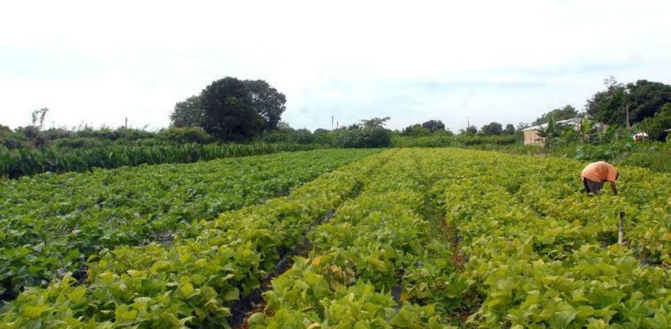 Programa atende produtores agrícolas cujas dívidas venceram até agosto do ano passado - Foto: Arquivo/Agência Brasil