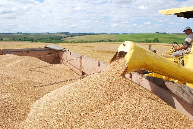 Paulo Kurtz/Embrapa / Alta do trigo foi de 78%