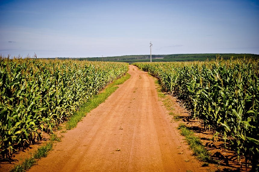 Plantação de milho em Mato Grosso: intenção do senador Rodrigues Palma, que pediu a realização do debate, é discutir potencial de geração de emprego e renda da indústria de etanol a partir do grãoMayke Toscano/Secom-MT