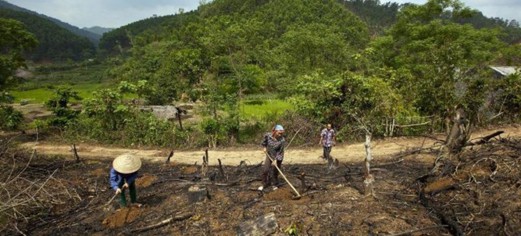 Perdas de florestas contribuem para 1/6 das emissões anuais de gases de efeito estufa. Foto: FAO/Joan Manuel Baliellas