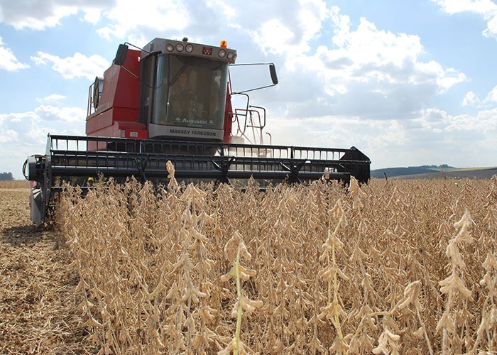 O plantio de soja em Mato Grosso do Sul já alcança 98,1% da estimativa para a safra 2018/19 e deve chegar a 2,84 milhões de hectares -  Foto: Luiz Henrique Magnante