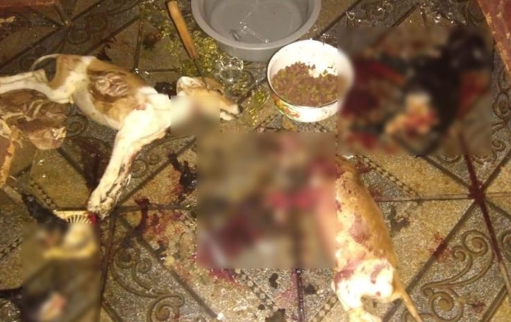 Cães sacrificados na noite de quinta-feira (10) em Rio Brilhante