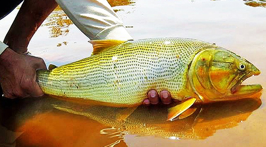 Pesca do Dourado está proibida pelos próximos 5 anos