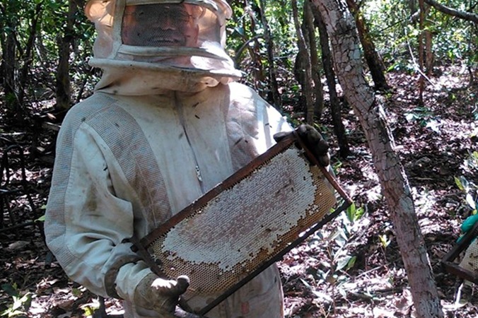  O Mel do Pantanal é produzido pelas abelhas africanizadas. É uma solução concentrada de açúcares com predominância de glicose e frutose.