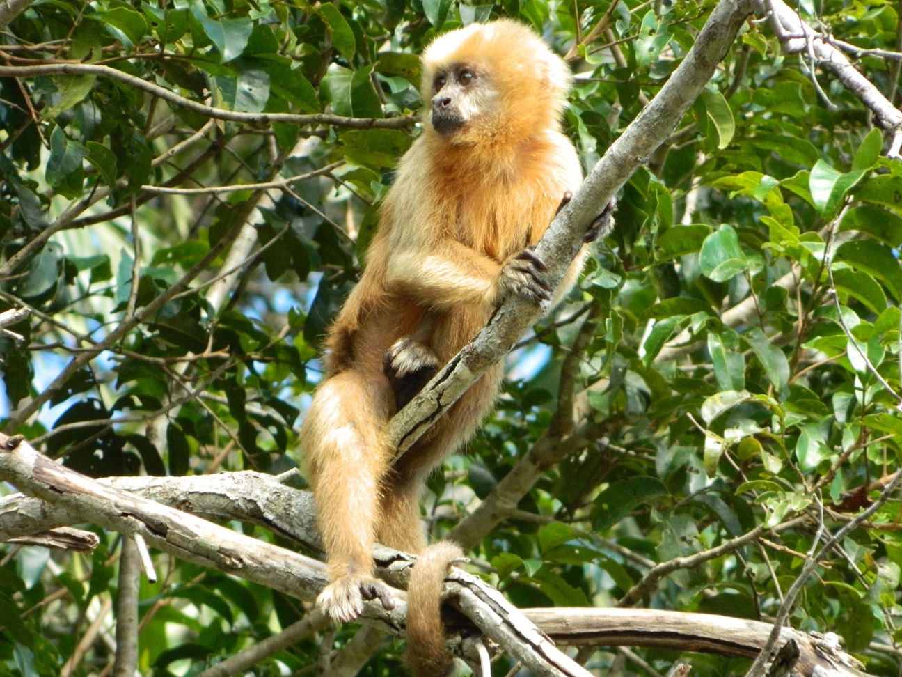 Macaco Sapajus cay / Plano abrange biomas Cerrado e Pantanal e bacia Tocantins-Araguaia / Keoma Coutinho/ICMBio
