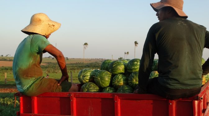 A agricultura familiar brasileira é responsável pela produção de mais de 50% dos alimentos da cesta básica nacionalFoto: Aline Lira